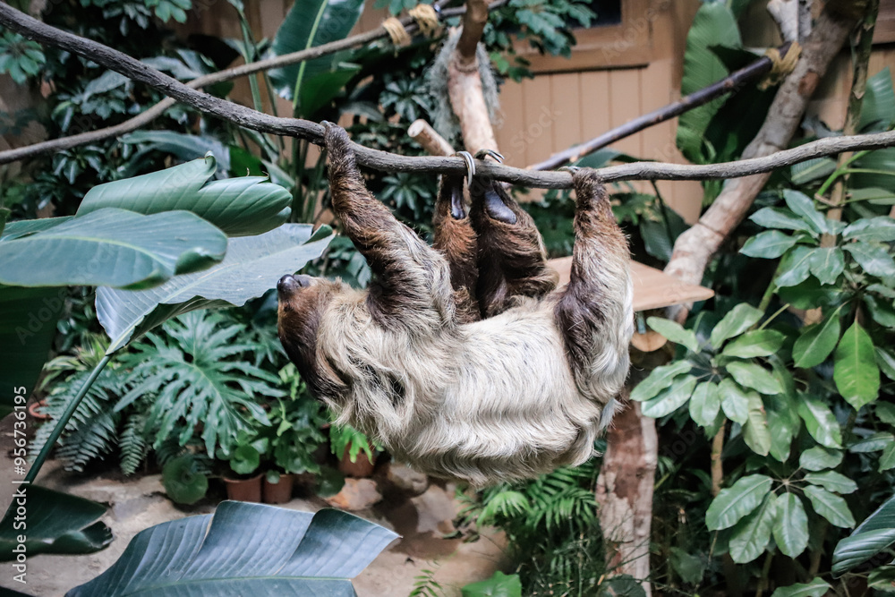 Two-Toed Sloth Hanging from a Tree Branch Two-Toed Sloth Hanging from a Tree Branch