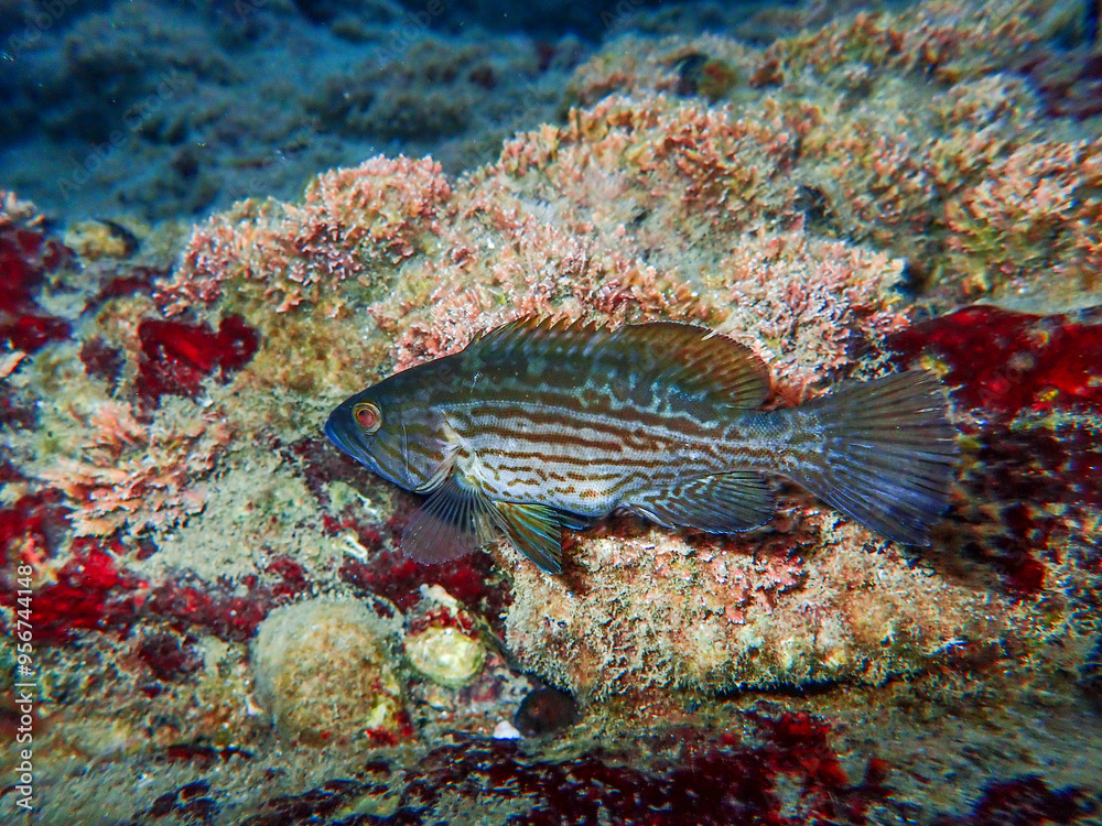 Small grouper fish between rocks, Spotted grouper fish swimming underwater in the Mediterranean Sea, colourful coral grouper or brown spotted grouper fish swimming under sea water with sun lighting. Small grouper fish between rocks, Spotted grouper fish swimming underwater in the Mediterranean Sea, colourful coral grouper or brown spotted grouper fish swimming under sea water with sun lighting.