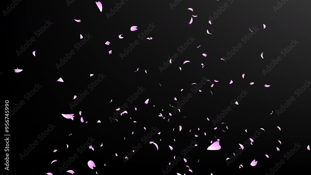 Pink cherry petals falling and flying away on black gradient background. Abstract background with a scene of Spring time in Japan. Pink cherry petals falling and flying away on black gradient background. Abstract background with a scene of Spring time in Japan.