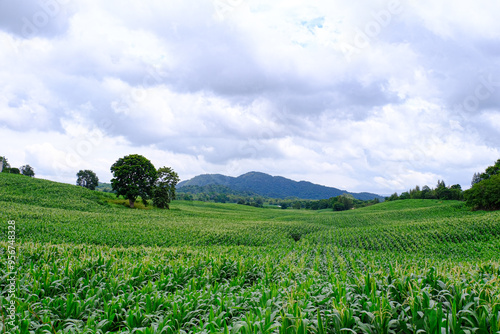 Corn crop field Landscap plant