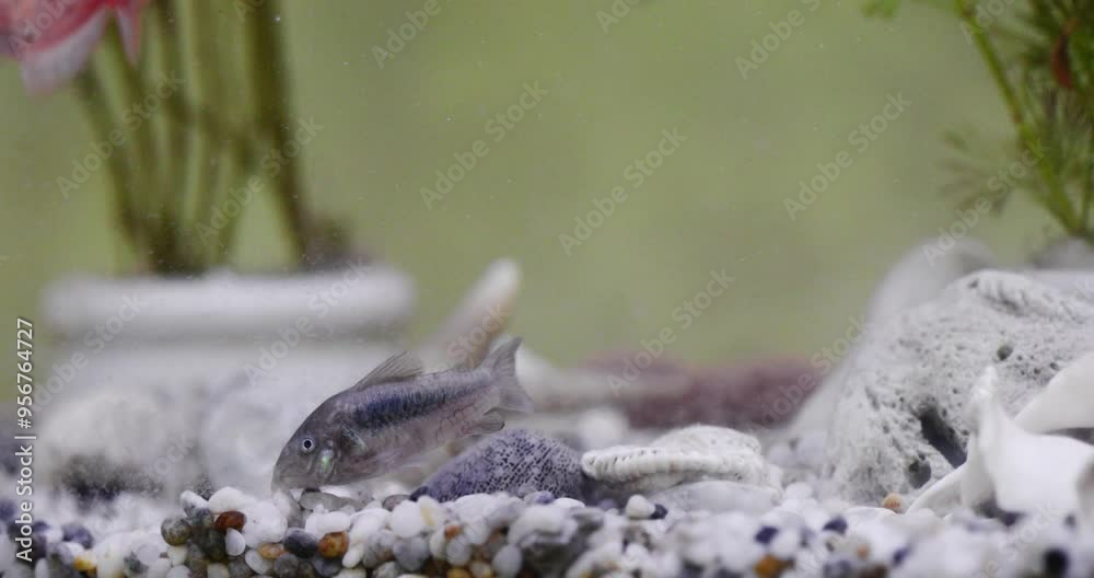 Colorful fish glide through a vibrant aquarium Colorful fish glide through a vibrant aquarium