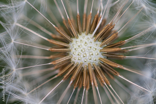 Close detail of Common Dandelion (taraxacum officinale) seeds.