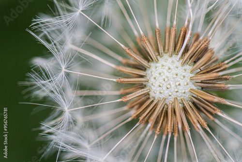 Close detail of Common Dandelion (taraxacum officinale) seeds.