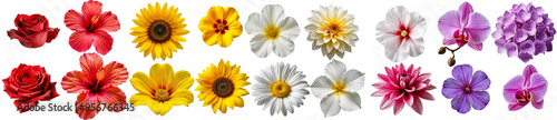 Colorful Flower Collection: A vibrant assortment of beautiful flowers, isolated on a white background, including roses, hibiscus, sunflowers, daisies, orchids, and more. Perfect for floral designs, gr