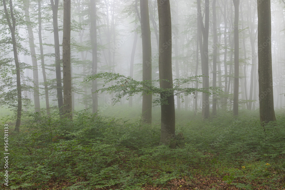 Summer landscape of the foggy forest, in Transylvania Summer landscape of the foggy forest, in Transylvania