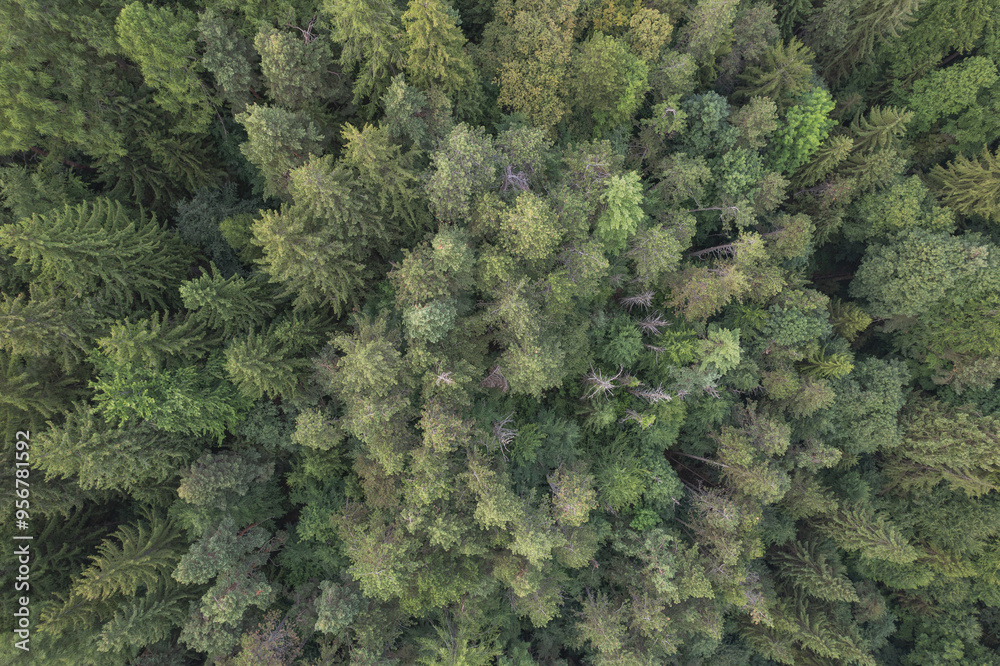 Naklejka premium Aerial view above the green pine trees 