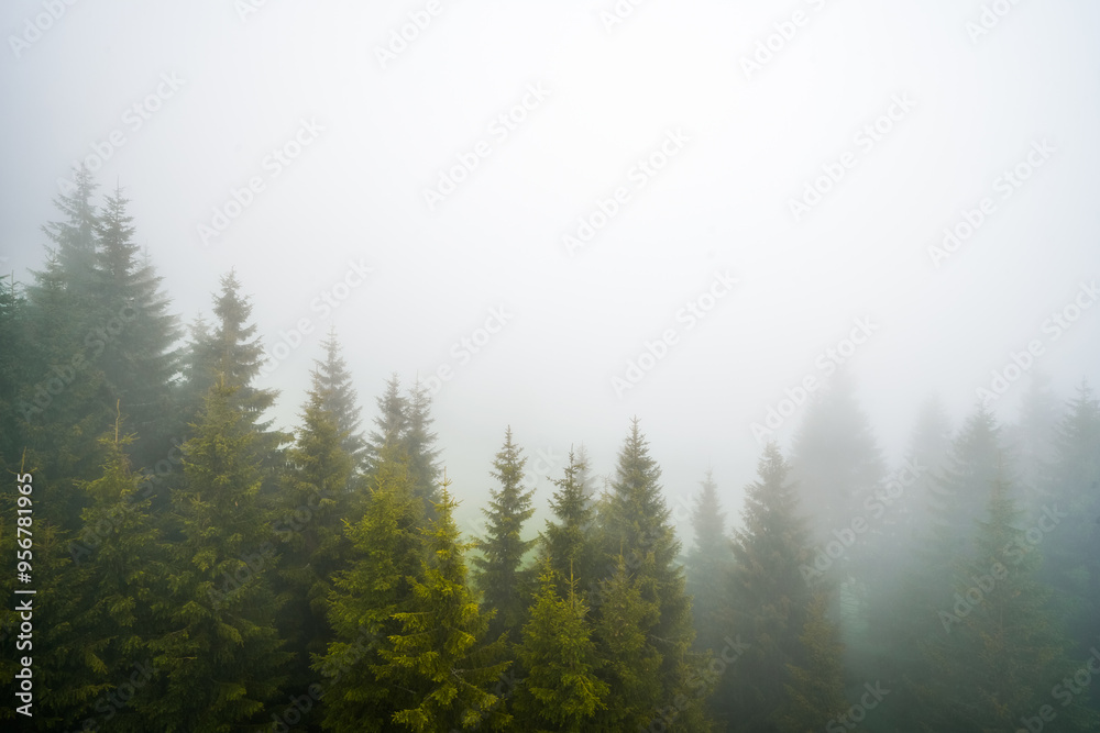 Misty forest in the morning Misty forest in the morning