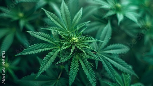 Close-up of Green Cannabis Plant with Budding Flower