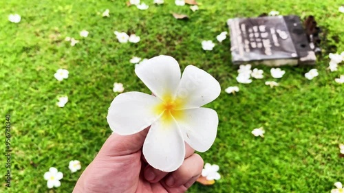 white plumeria flower on the palm of a person against the background of a grave in a cemetery. tombstone, calachuchi flower photo