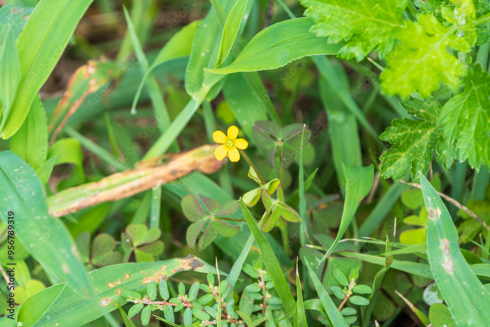 Obraz premium 草むらの中に咲く小さな黄色い花