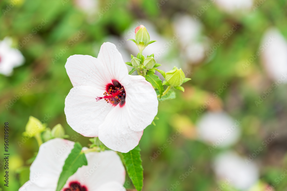 Fototapeta premium 白いハイビスカスの美しさ