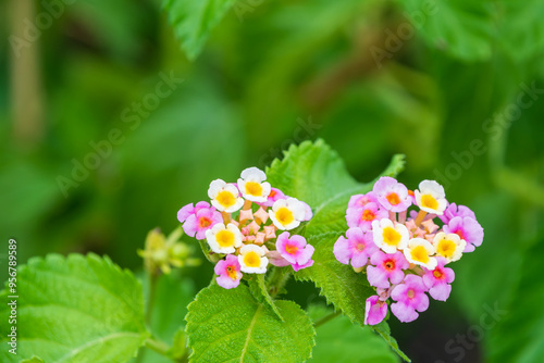 色鮮やかなランタナの花