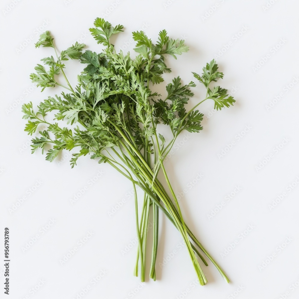 Fresh green cilantro sprigs arranged on a white background. Fresh green cilantro sprigs arranged on a white background.