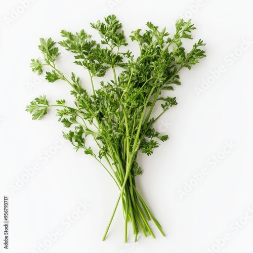 Fresh green carrot tops on a white background.