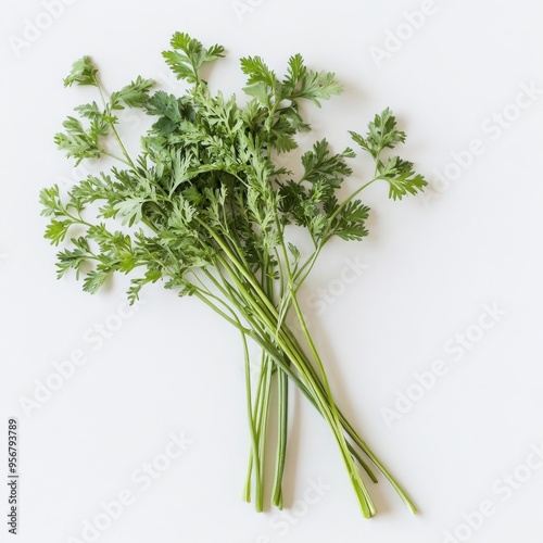 Fresh green cilantro sprigs arranged on a white background.