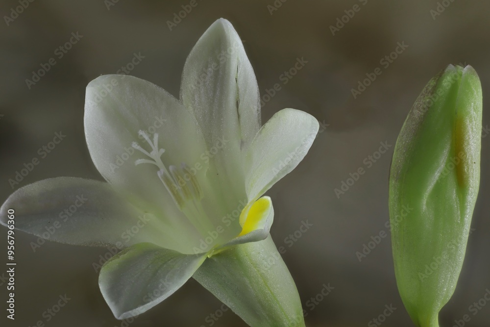 Close-up of isolated white Freesia flower and bud Close-up of isolated white Freesia flower and bud