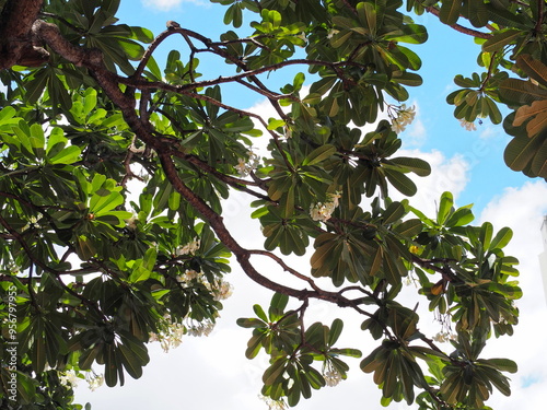 View from under the Frangipani tree, Pagoda Tree. The distinct branches and patterns on underside of the leaves can be seen. Plumeria obtusa leaves are thick, tough ,midribs branch out like feathers.
 photo