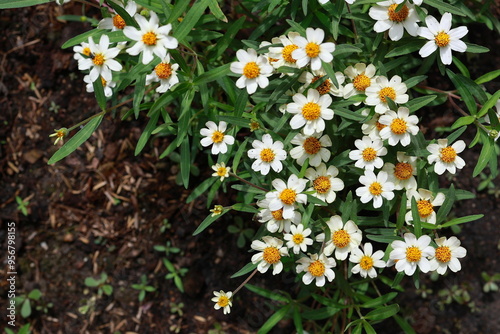 Zinnia angustifolia flowers on garden. Narrow leaf Zinnia or Classic (Zinnia Angustifolia Kunth) white flowers and yellow pollen bloom in abundance.Popular ornamental plants species Asteraceae Family 