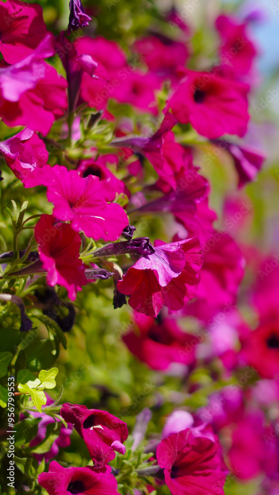 Lively summer street flowers background with rich colors, ideal for seasonal designs. Lively summer street flowers background with rich colors, ideal for seasonal designs.
