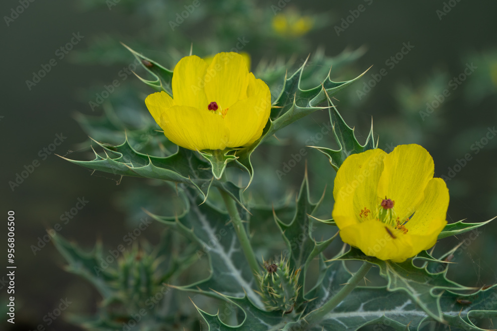 Argemone Mexicana yellow flower prickly poppy.