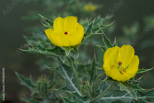 Obraz na płótnie Argemone Mexicana yellow flower prickly poppy. w salonie