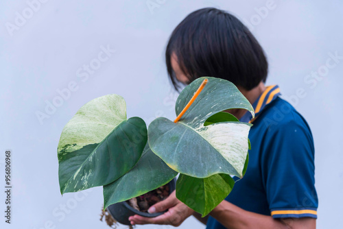 monstera deliciosa mint variegated in the pot      