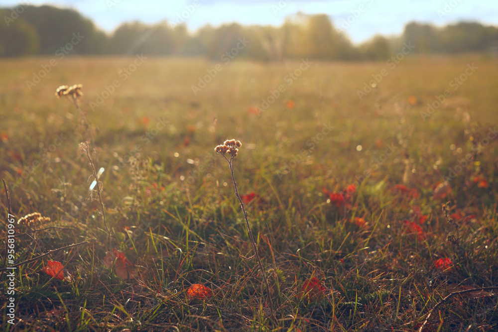 Φωτογραφία Abstract warm landscape of dry wildflower and grass meadow on warm golden hour sunset or sunrise time