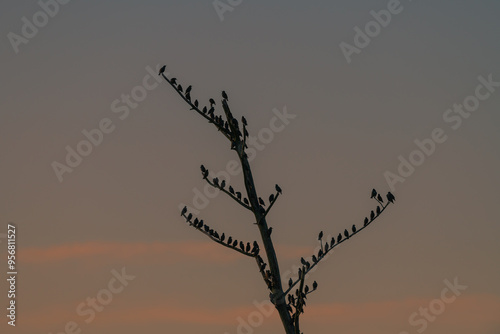 Stare auf dem Schlafbaum photo