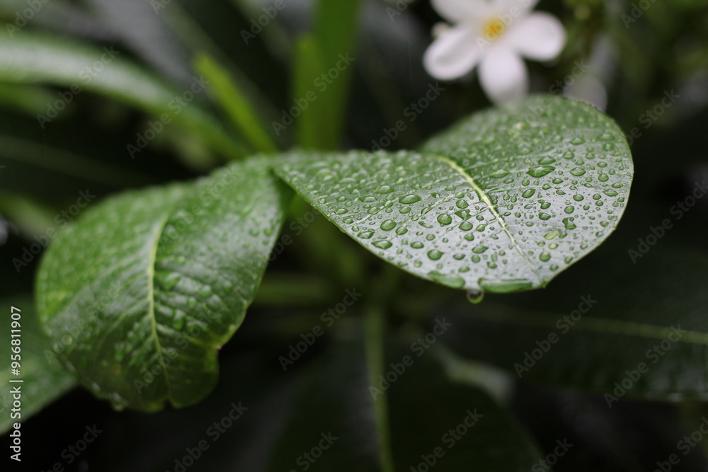 water drops on a leaf