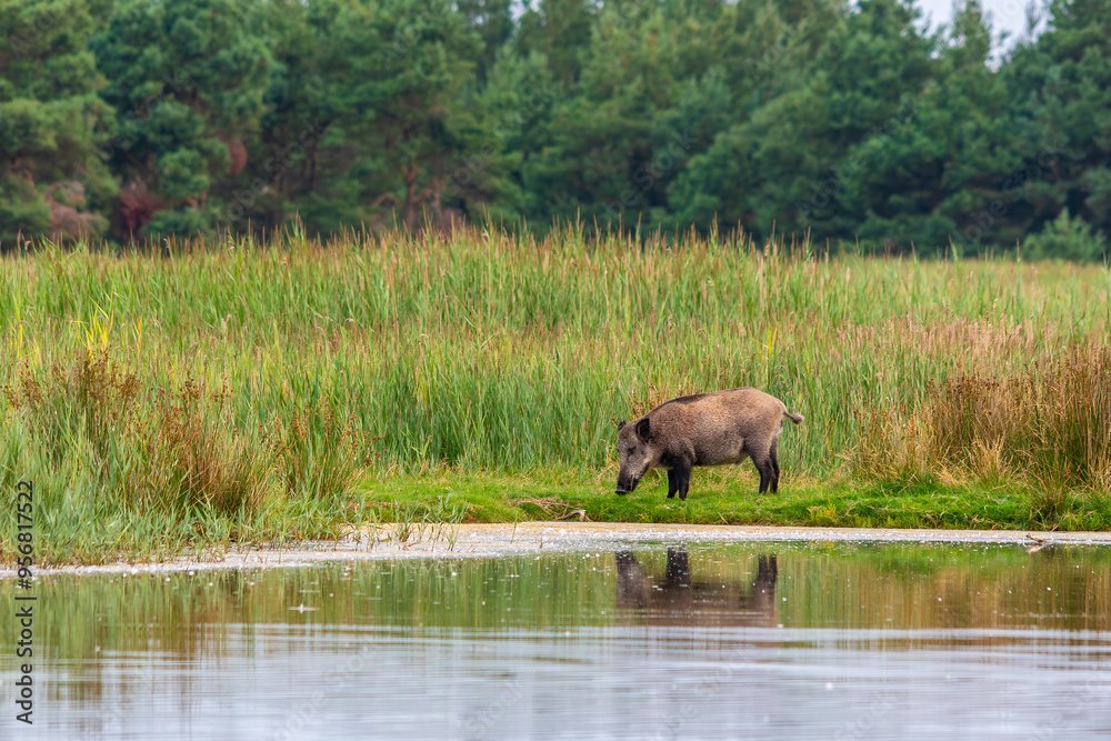Junger Keiler am Wasserloch