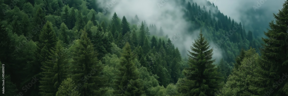 Fototapeta premium Stunning scene of green pine trees enveloped in morning fog, highlighting the serene and magical environment.