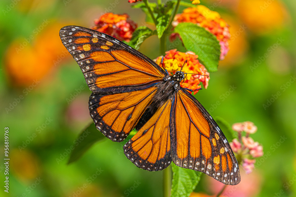Fototapeta premium Monarch Butterfly with Wings Spread Wide