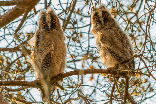  Junge Waldohreulen im Baum photo