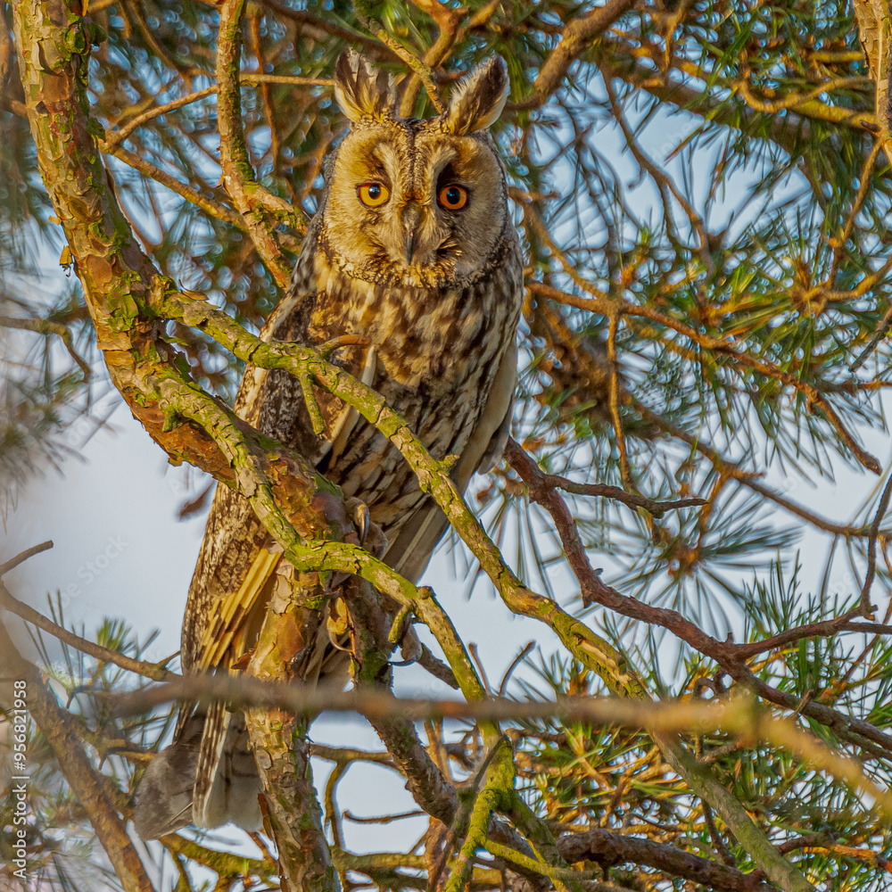 Obraz premium Waldohreule im Baum