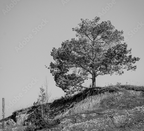 A lone tree stands isolated on top of a hill, in black and white.