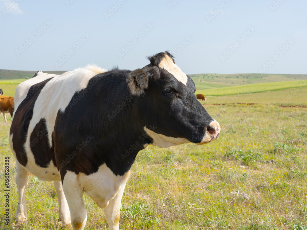 Holstein cow, side view image of adult black and white holstein cow. Looking aside gently. Standing over green pasture or meadow blue sky. Copy space. Beautiful livestock image. Holstein cow, side view image of adult black and white holstein cow. Looking aside gently. Standing over green pasture or meadow blue sky. Copy space. Beautiful livestock image.