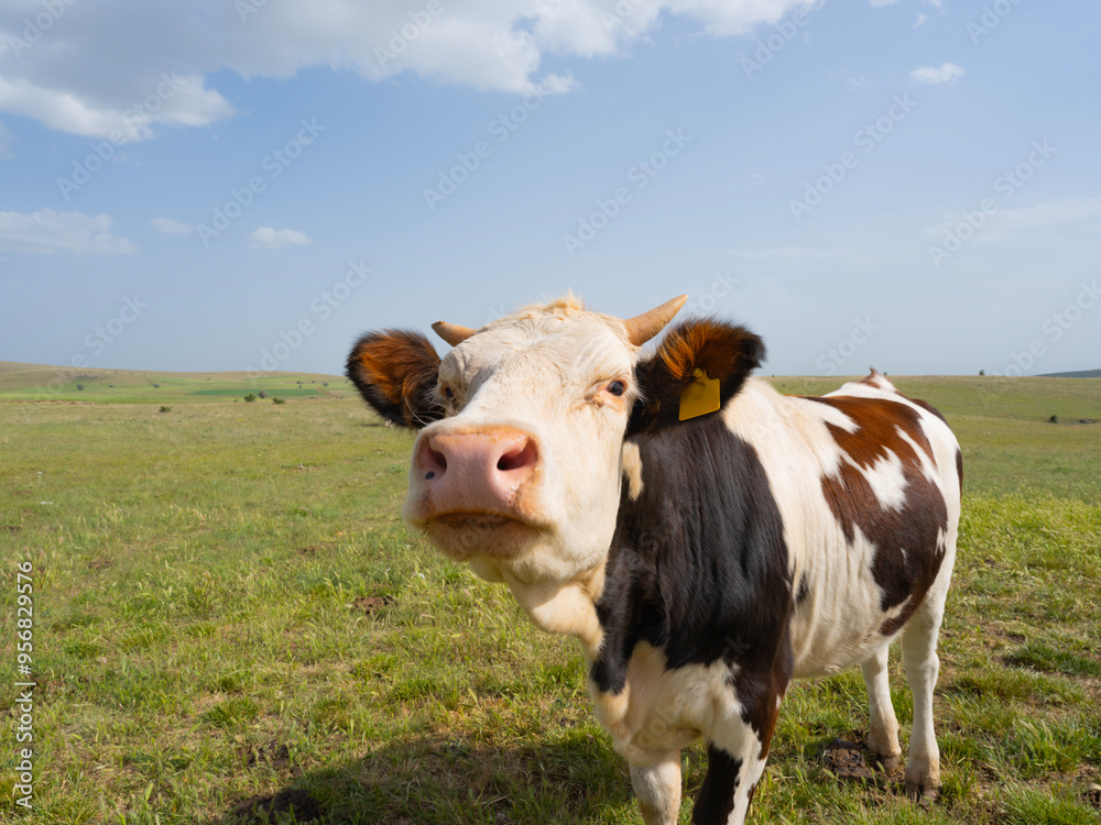 Curious cow, close up view of Simmental curious cow looking at camera in sunny green field. Beautiful livestock image of healthy cattle in pasture landscape. Copy space. Animal farming concept image. Curious cow, close up view of Simmental curious cow looking at camera in sunny green field. Beautiful livestock image of healthy cattle in pasture landscape. Copy space. Animal farming concept image.