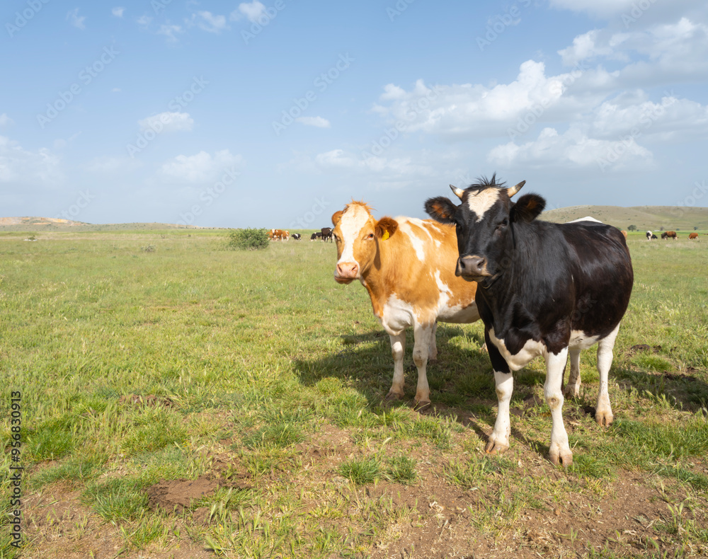 Two cows, full body view standing two cows looking at the camera. Curious healthy Simmental and Holstein cattle grazing in green pasture meadow on sunny summer day. Copy space. Two cows, full body view standing two cows looking at the camera. Curious healthy Simmental and Holstein cattle grazing in green pasture meadow on sunny summer day. Copy space.