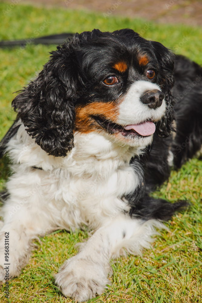 Black and Tan King Charles Cavalier Spaniel on a Sunny Day Black and Tan King Charles Cavalier Spaniel on a Sunny Day