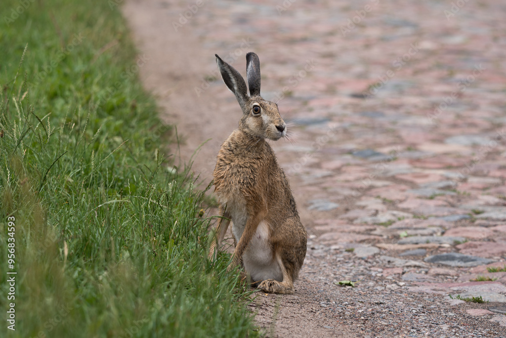 Obraz premium HARE - A cute mammal on a country road