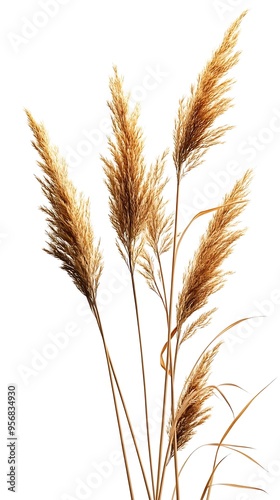 Dried Grass Bouquet Illustration