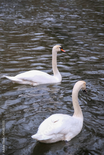 swans on the lake