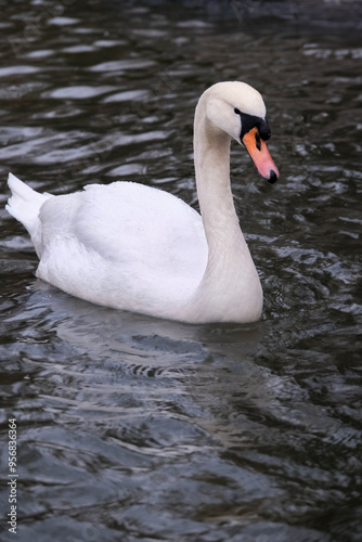 Wallpaper Mural Swan swimming on the lake Torontodigital.ca