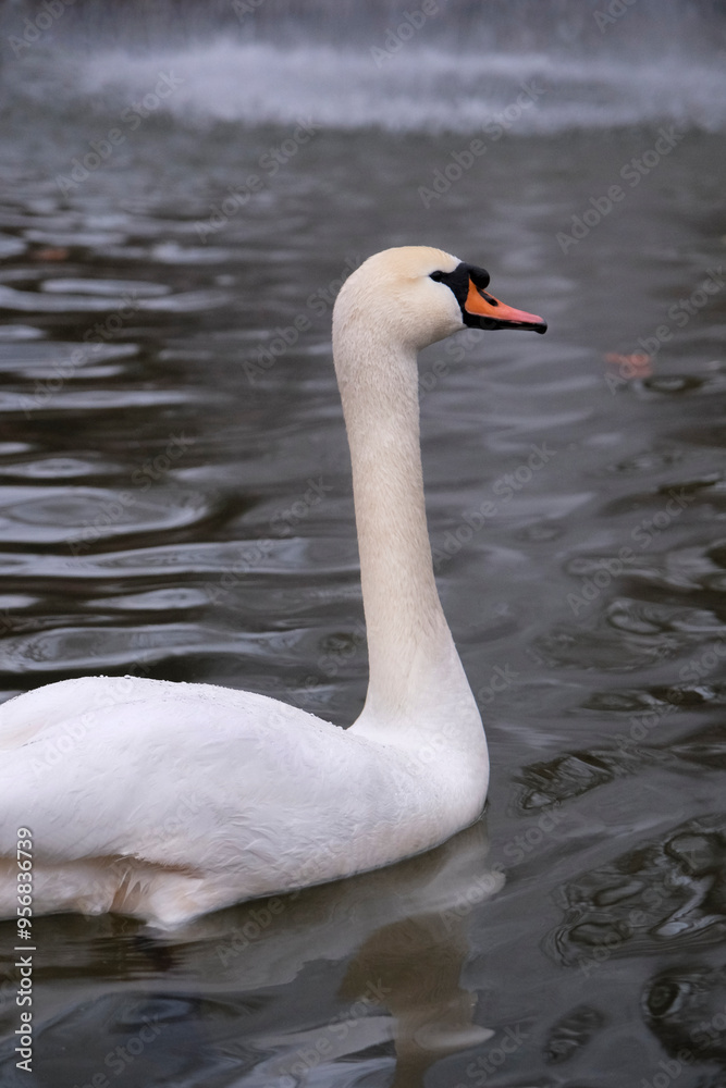 Obraz premium Swan swimming on the lake