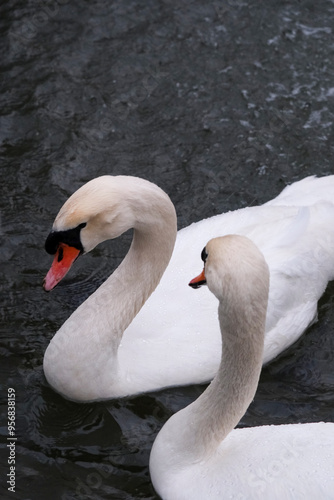 Swans swimming on the lake