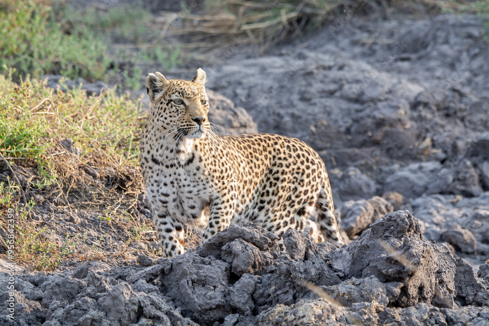 Obraz premium leopard in BWA