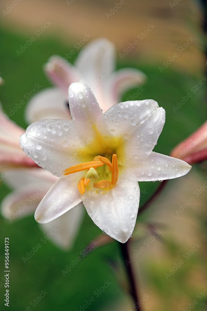 Fototapeta premium Macro image of a Regal Lily bloom covered in rain drops, Derbyshire England 