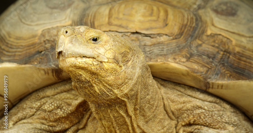 The African spurred tortoise (Centrochelys sulcata), also called the sulcata tortoise, is an endangered species of tortoise. photo