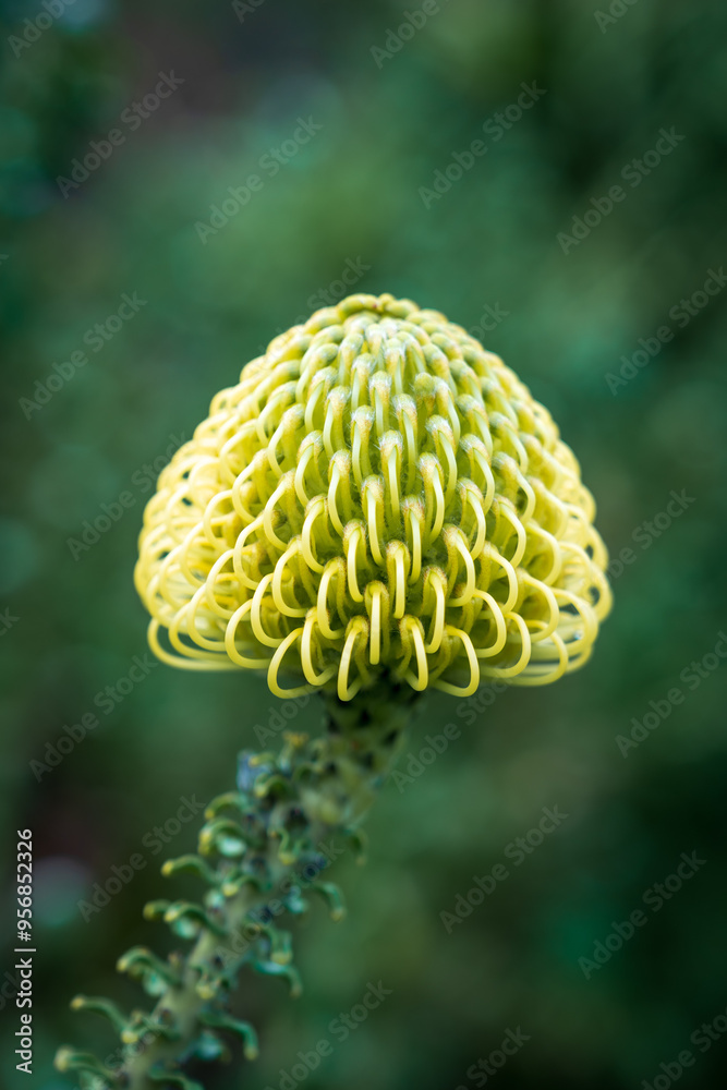 A close up of a yellow pincushion protea flower just starting to bloom in Cape Town, South Africa A close up of a yellow pincushion protea flower just starting to bloom in Cape Town, South Africa