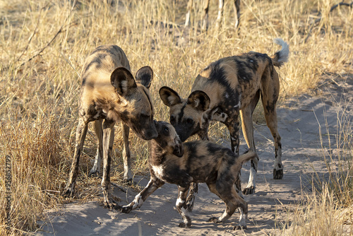 wild dog in BWA photo